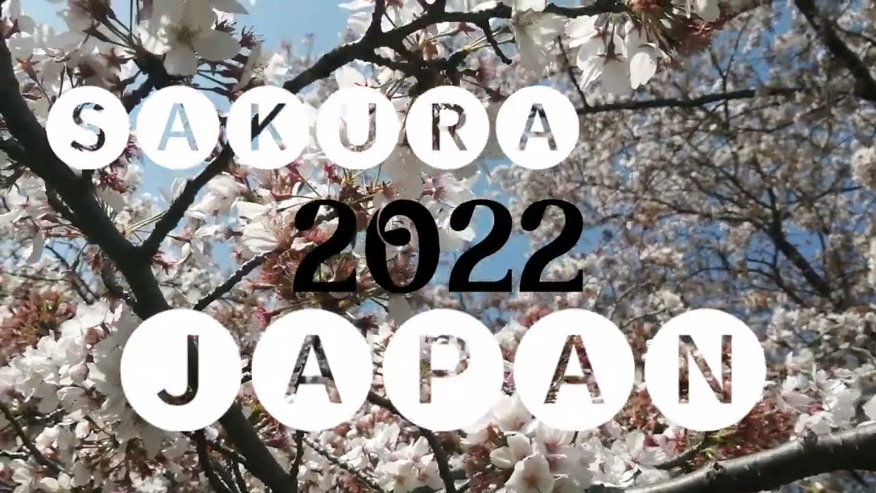 CHERRY BLOSSOMS/SAKURA FLOWERS  JAPAN 2022