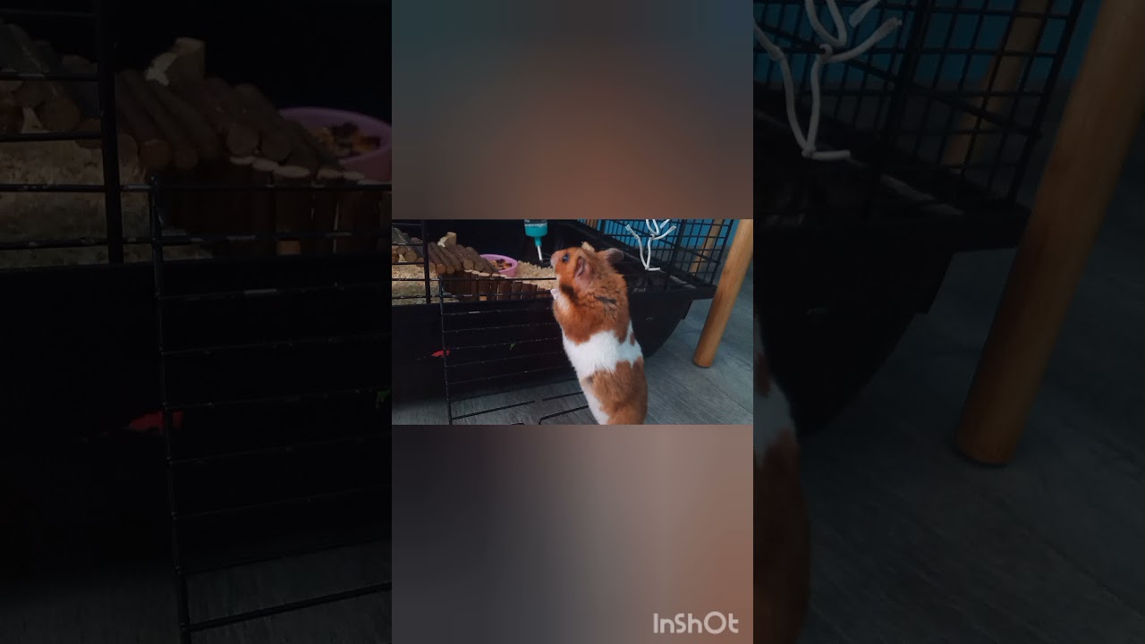 chomik syryjski spike