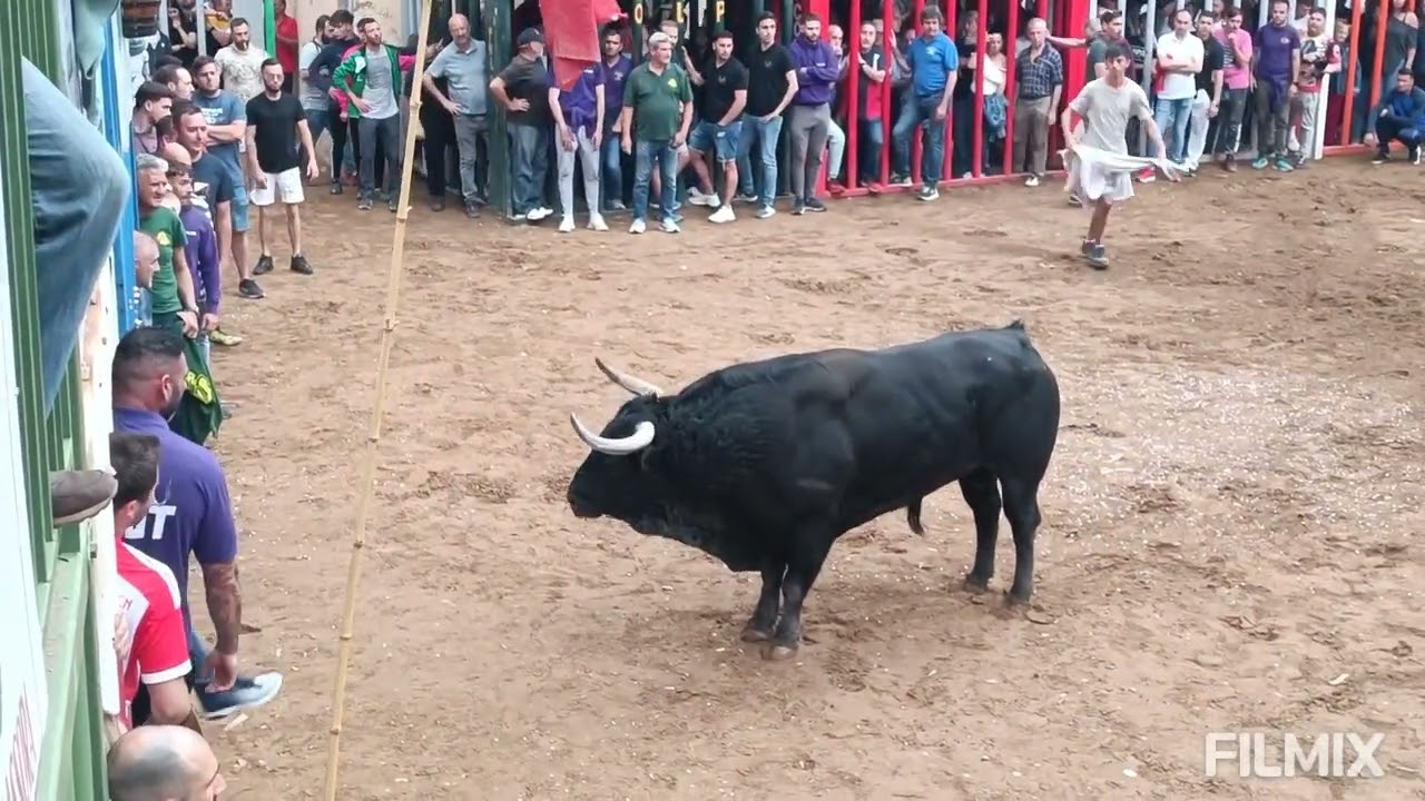 ALMAZORA ( CS ) 20-5-2024 TOROS CERRILES DE MADROÑIZ Y NUÑEZ DE TARIFA