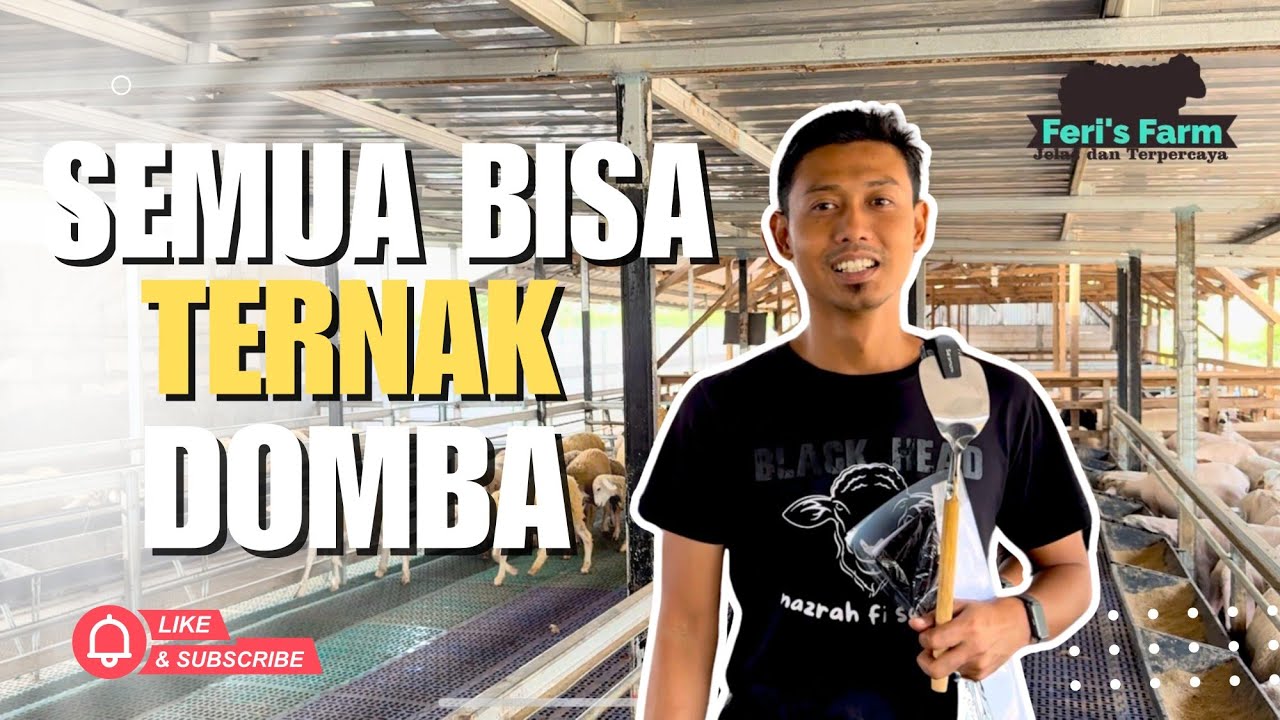 BETERNAK DOMBA SEMAKIN MUDAH || SIAPAPUN BISA MELAKUKAN DI 2025