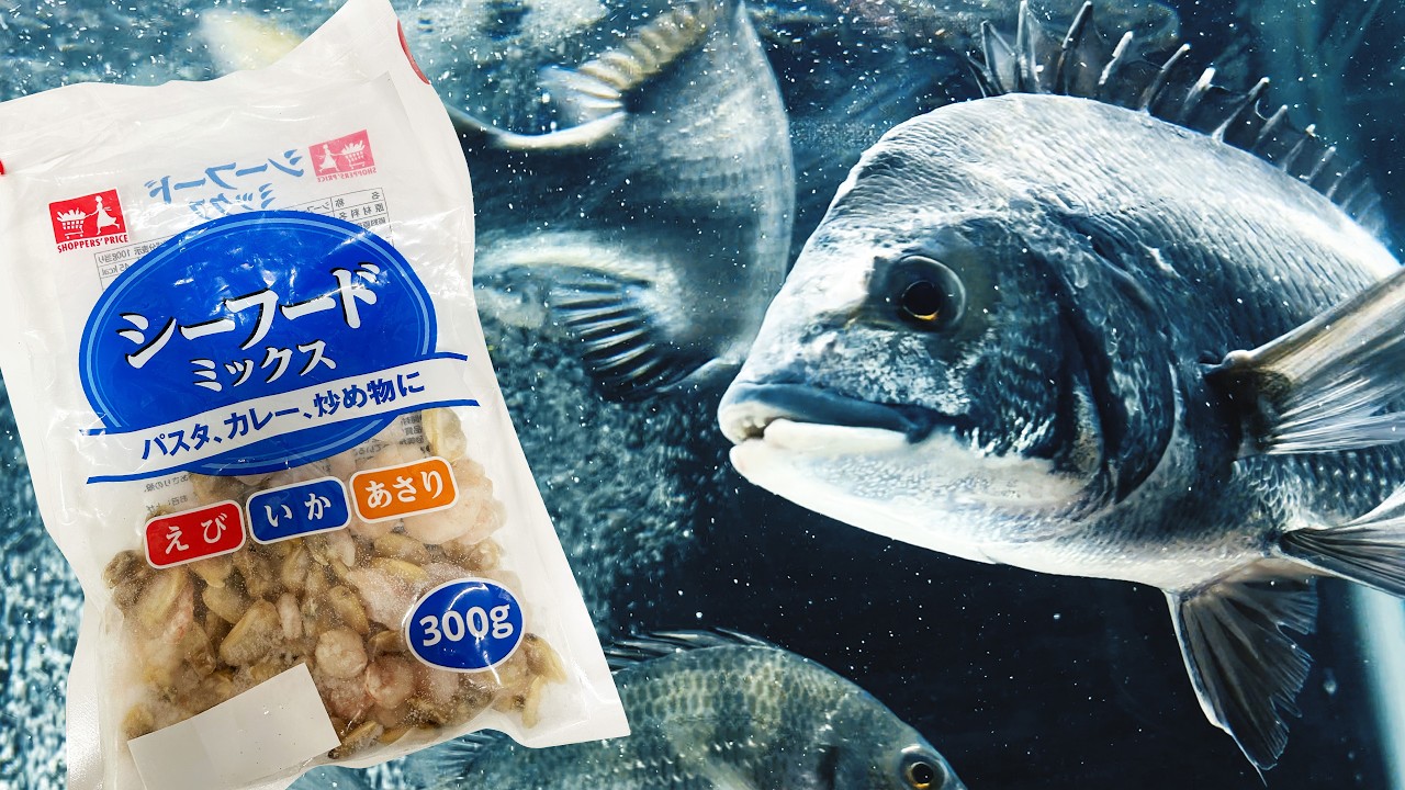 クロダイにシーフードミックスをあげると… 意外な好みが!?【イカ/エビ/アサリ】