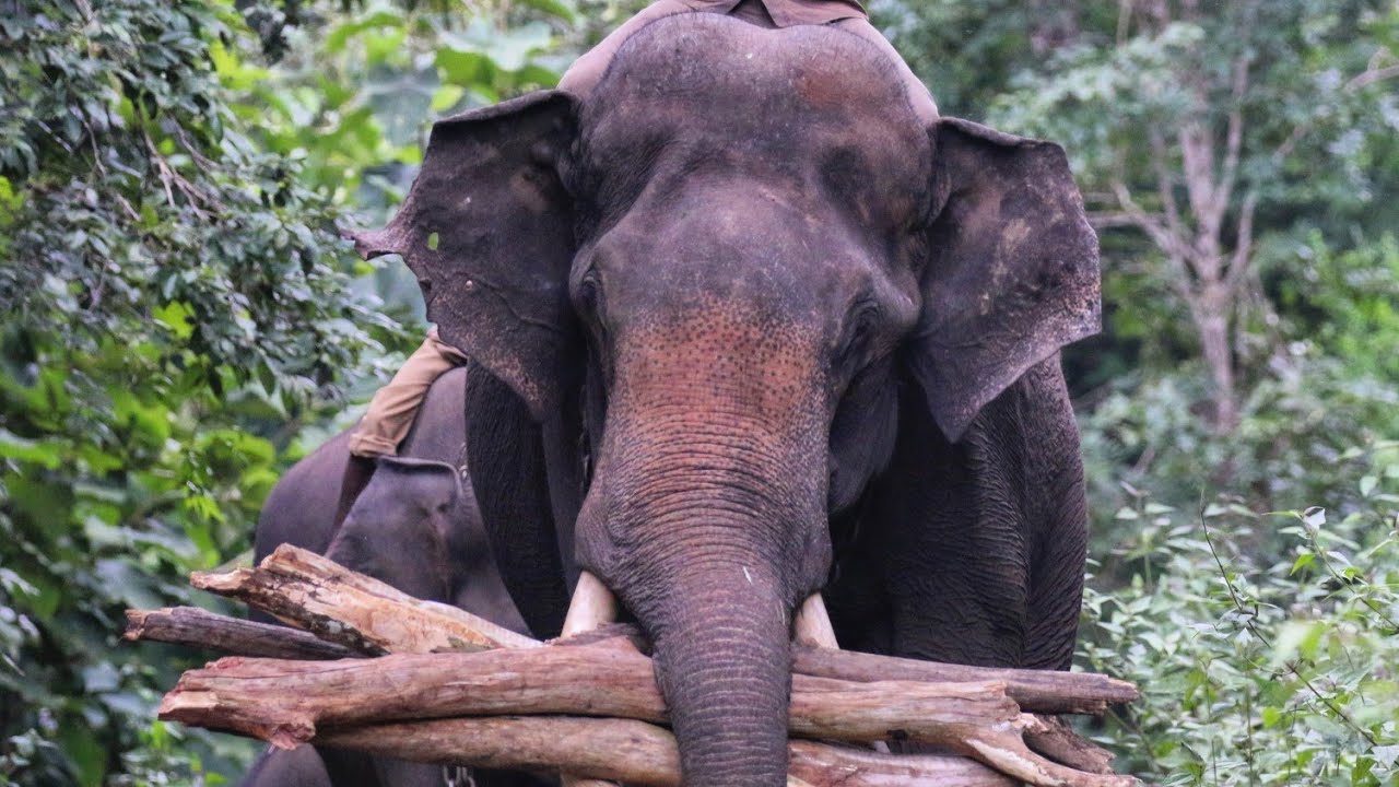 explore dandeli | DANDELI WILDLIFE