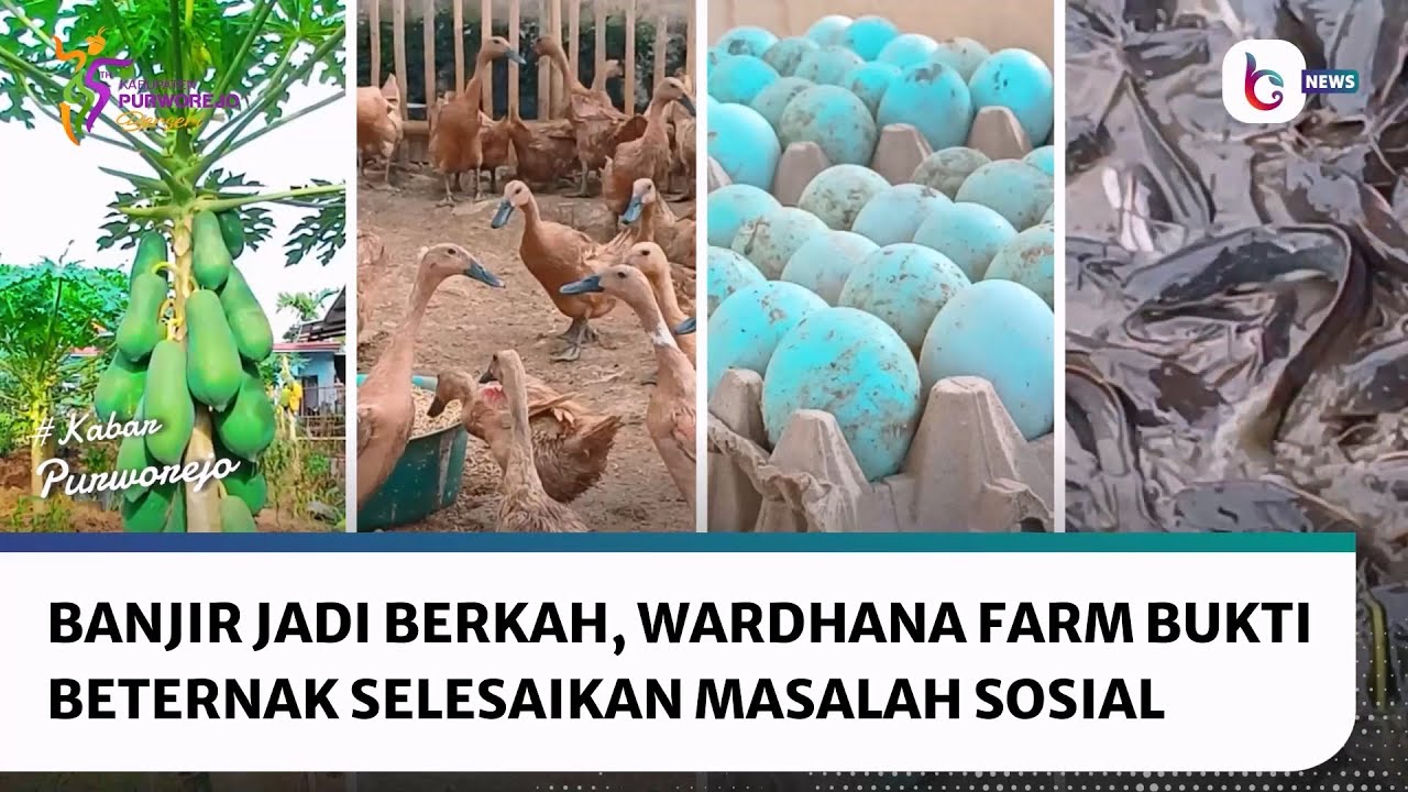 Dari Banjir Jadi Berkah, Wardhana Farm, Bukti Beternak Bisa Menyelesaikan Masalah Sosial