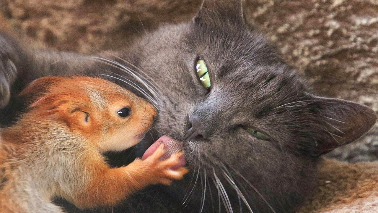 Cat Adopts Orphaned Baby Squirrels and Raises Them With Her Kittens!