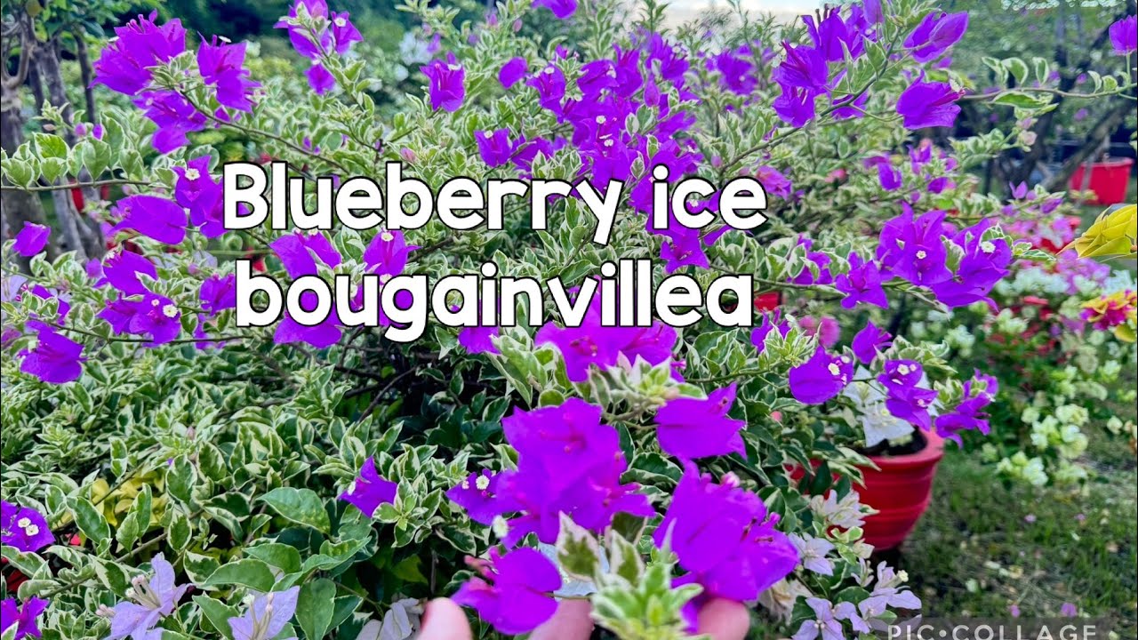 Blueberry ice bougainvillea here at Royale Garden of Bougainvillea, San Miguel Bulacan