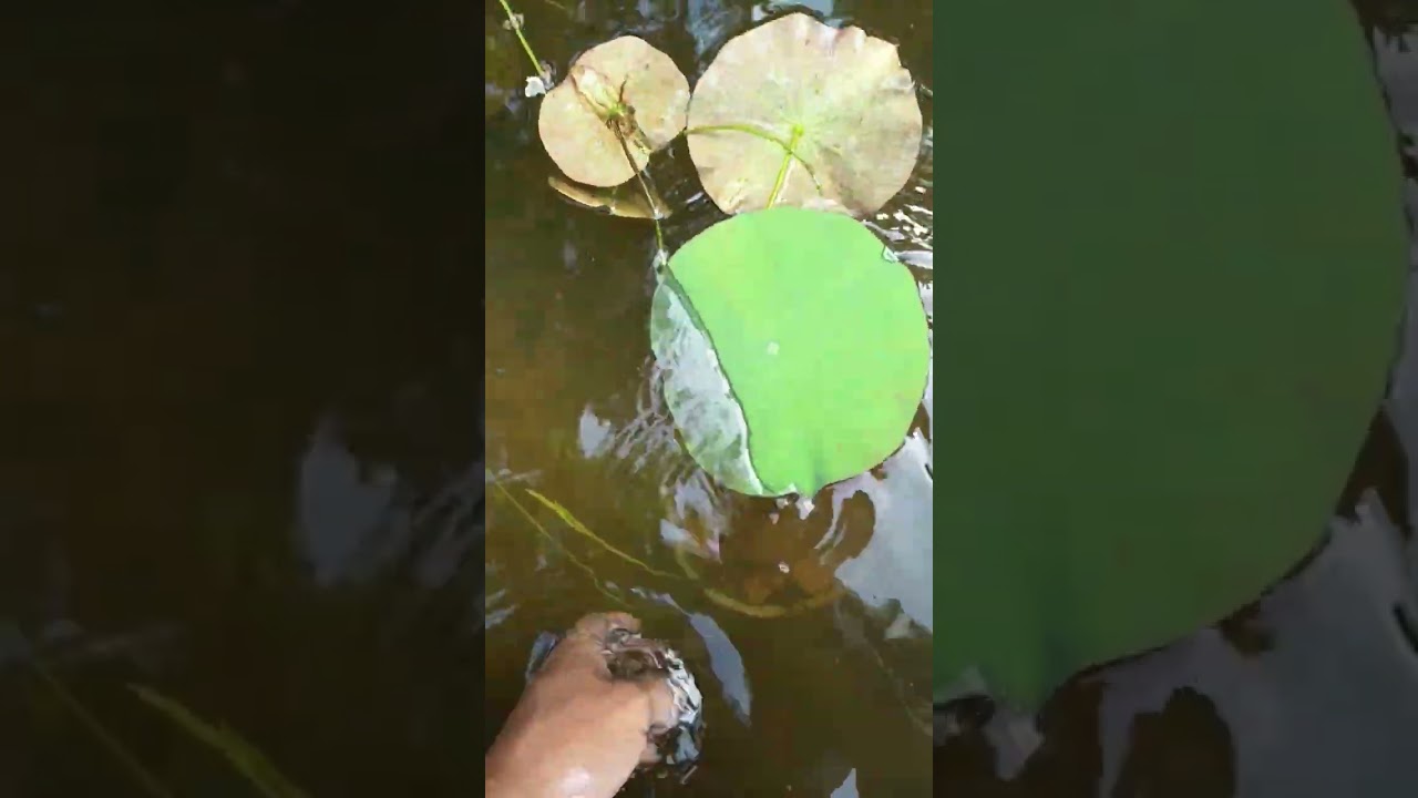 Nelumbo nucifera en estanque artificial