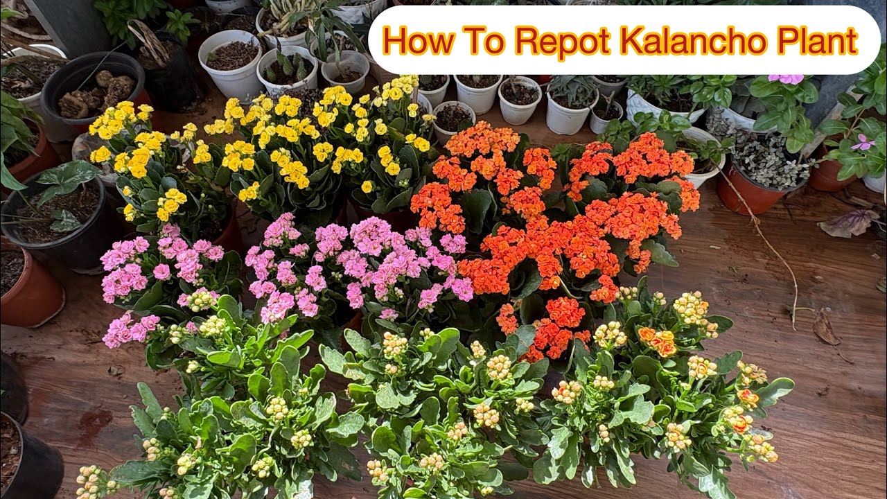 Soil mix For Kalancho/How To repot kalanacho Plant 🪴 