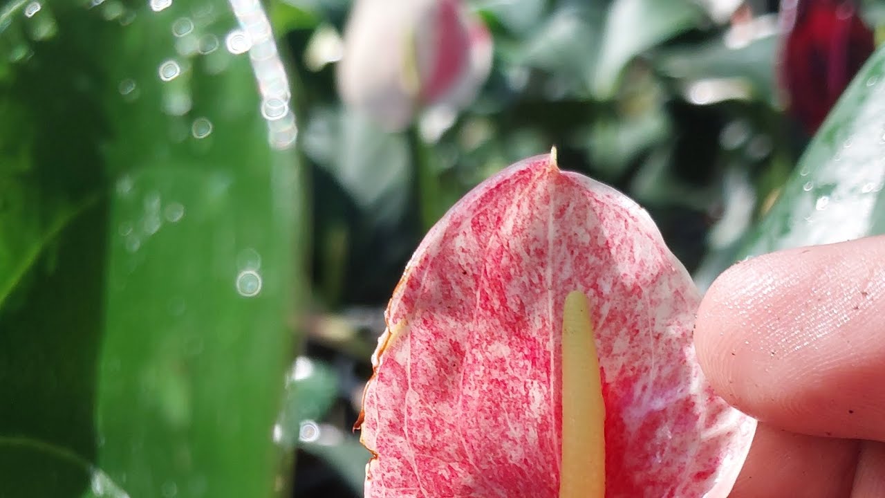 March 16, 2026🥰ශිබෝරි එකක් ගන්න අවස්තාවක් 🥰ලස්සන පැල ටිකකුත් තියනවා මැසෙජ් කරන්න 0775467989