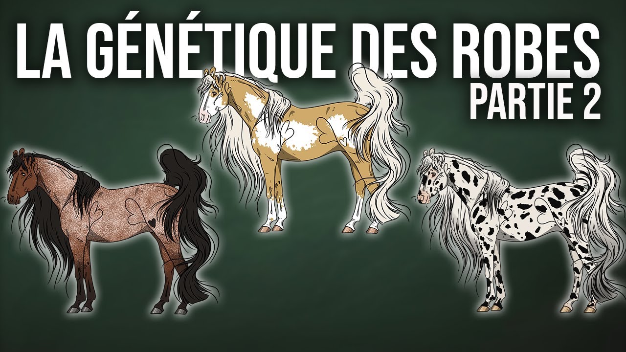 LA GÉNÉTIQUE DES ROBES - Partie 2/3