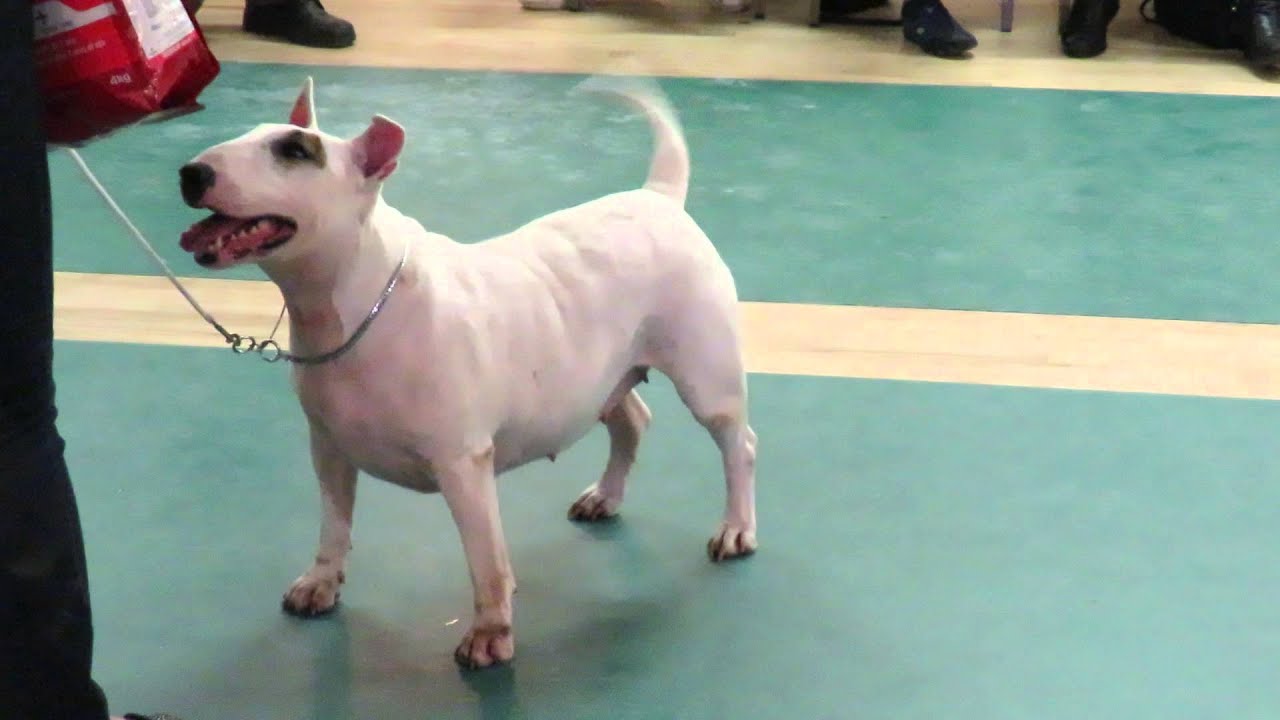 West of England Bull Terrier Club Championship Show March 2016 Veteran Bitch