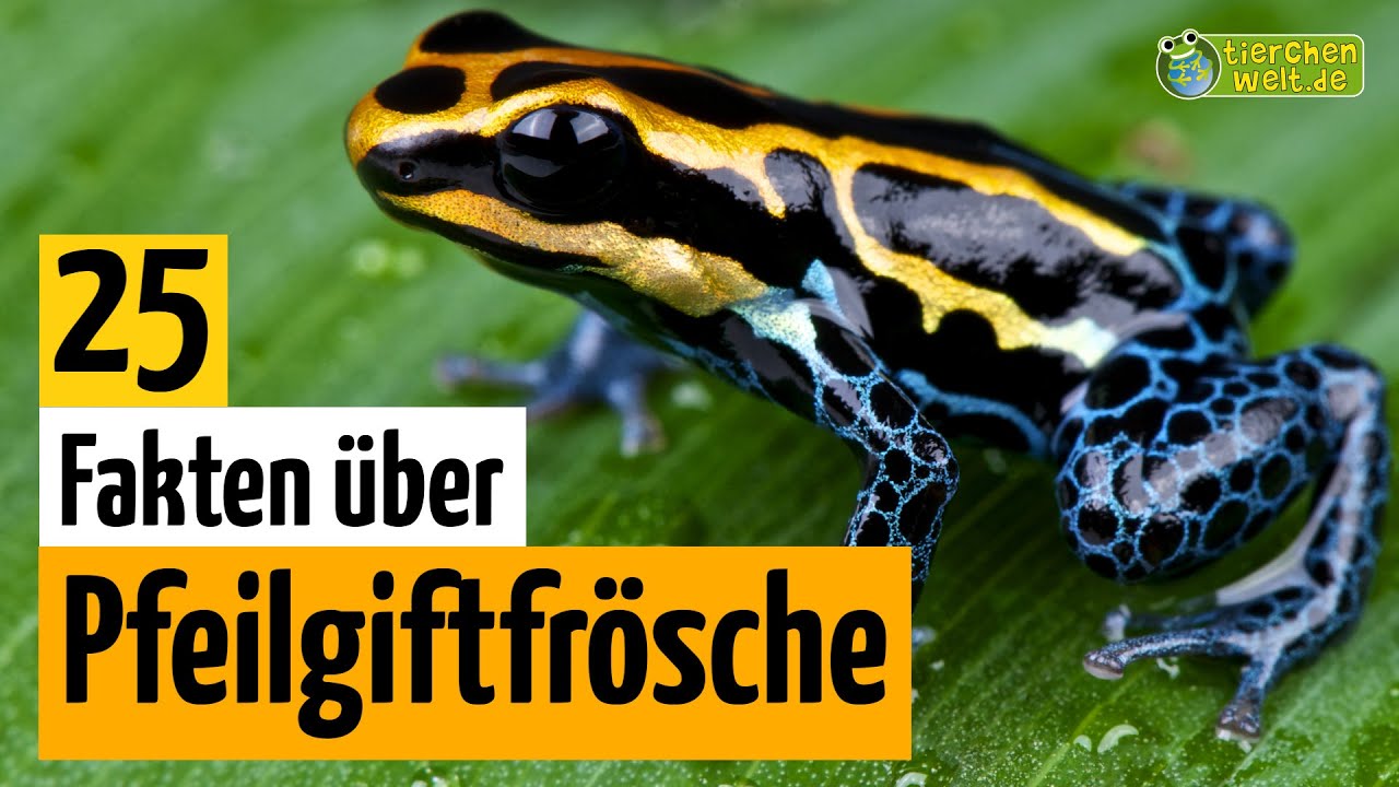 25 Steckbrief-Fakten &uuml;ber Pfeilgiftfr&ouml;sche - Doku-Wissen &uuml;ber Tiere - f&uuml;r Kinder