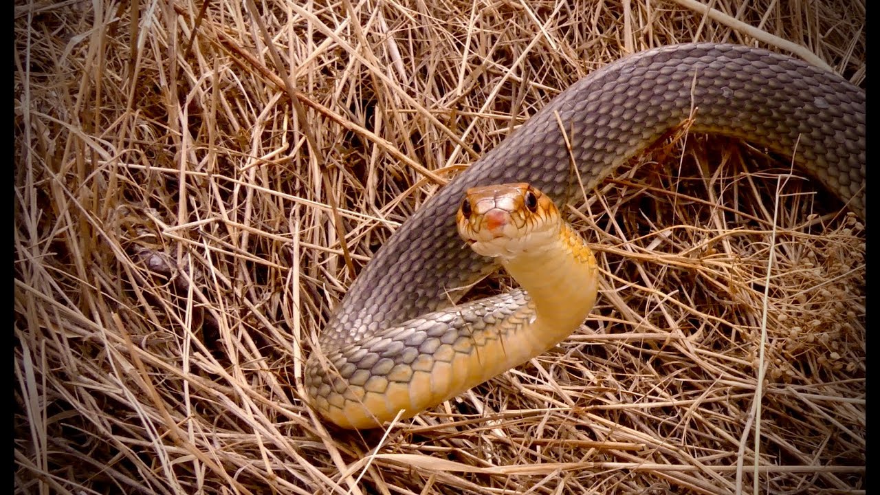 Найбільша змія Європи  Europe's biggest snake