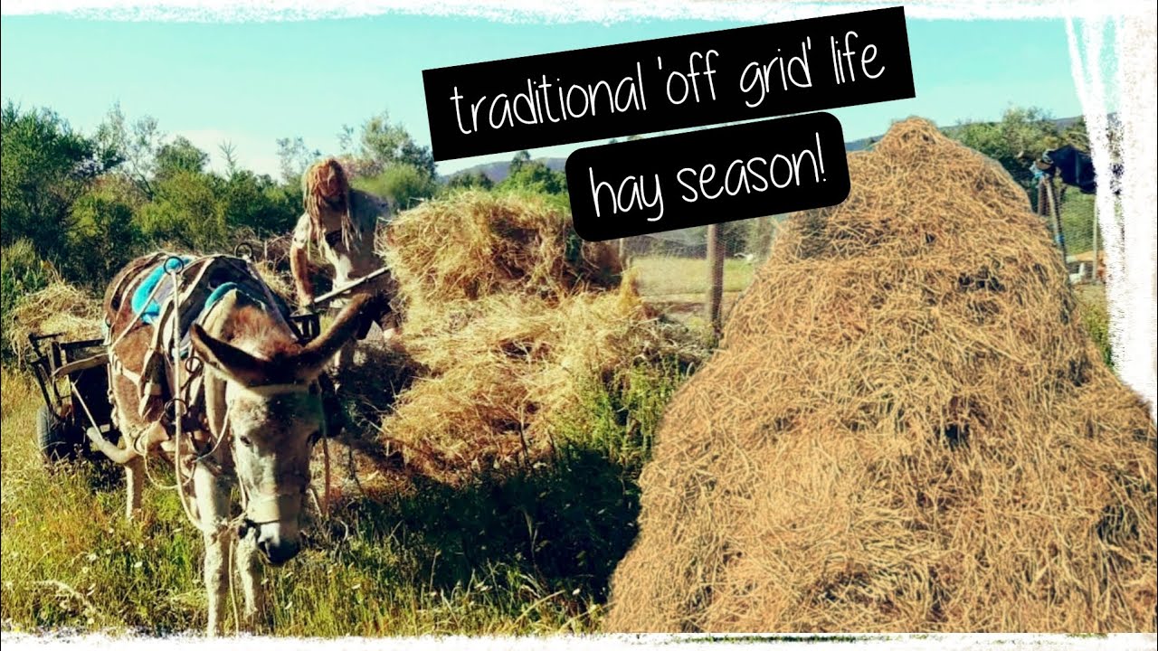 Traditional hay season  ; living a simple life in remote mountains