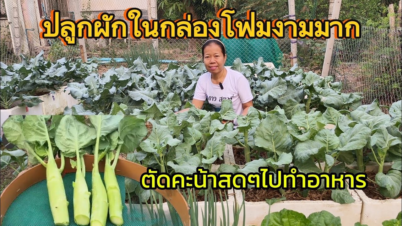 ประสบความสำเร็จในการปลูกผัก ภูมิใจมาก ปลูกผักในกล่องโฟม