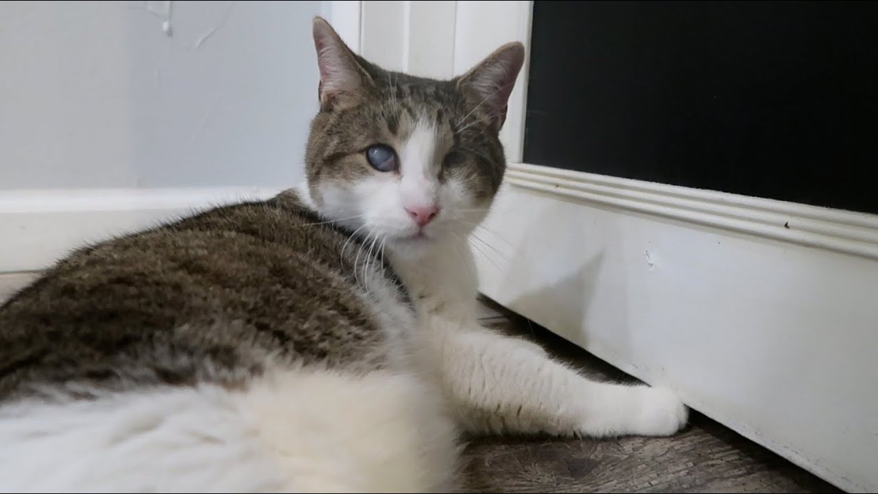 Blind cat still loves to play