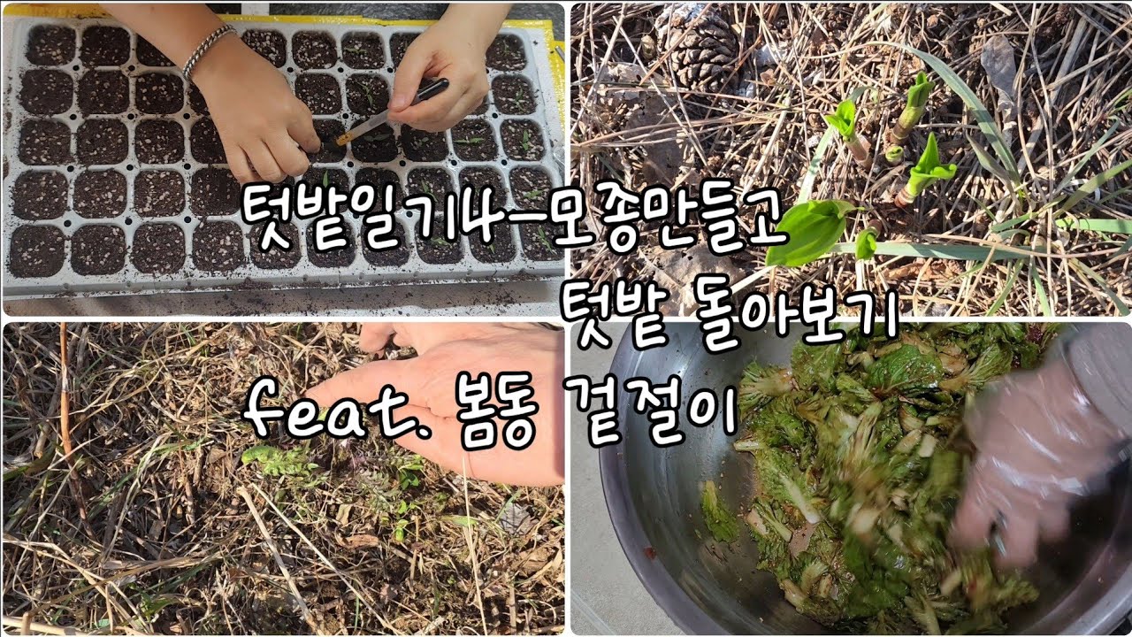 텃밭일기4-모종만들고 텃밭 돌아보기 feat. 봄동 겉절이