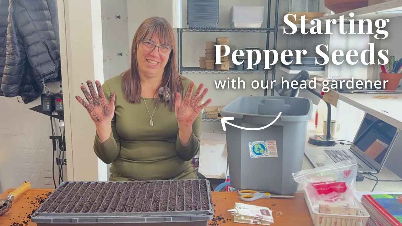 Starting Pepper Seeds