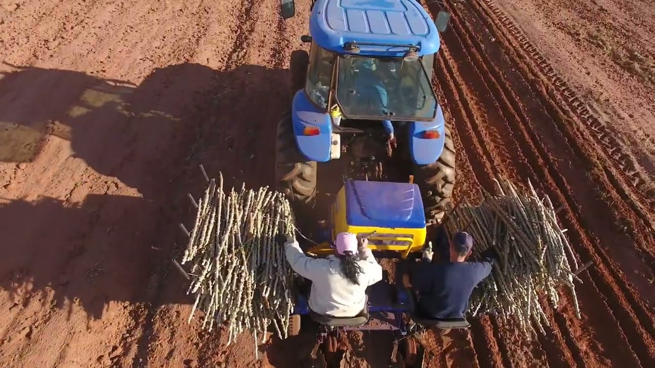 PLANTIO MECANIZADO DA MANDIOCA NO PARANÁ