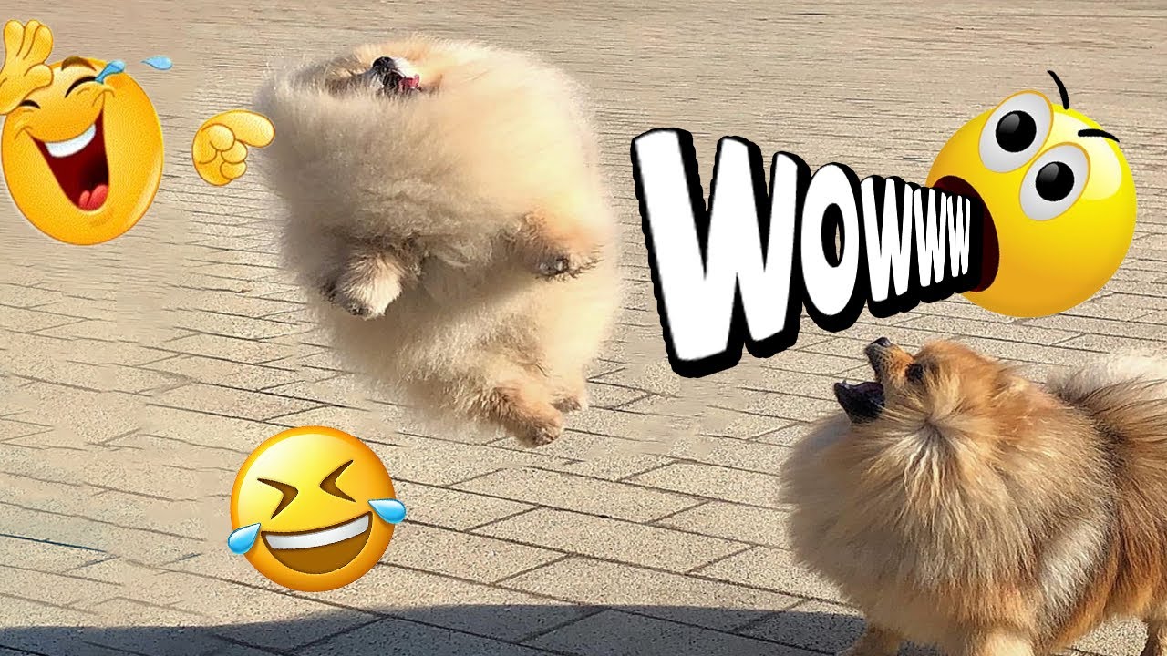 The Funniest Dogs On The Internet 🤣🐾 – Funniest Clips For You #1