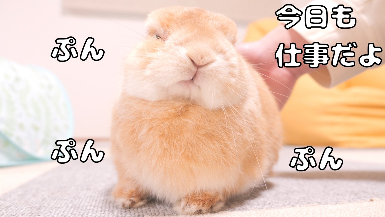 「今日も仕事」と伝えると露骨に不機嫌になるウサギが可愛すぎました【No.1901】