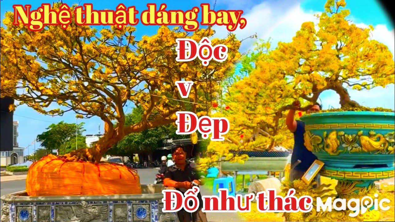 A Toàn 💥 0987777540 Xuất hiện cập mai vàng bay nghệ thuật tại Kiên Giang.
