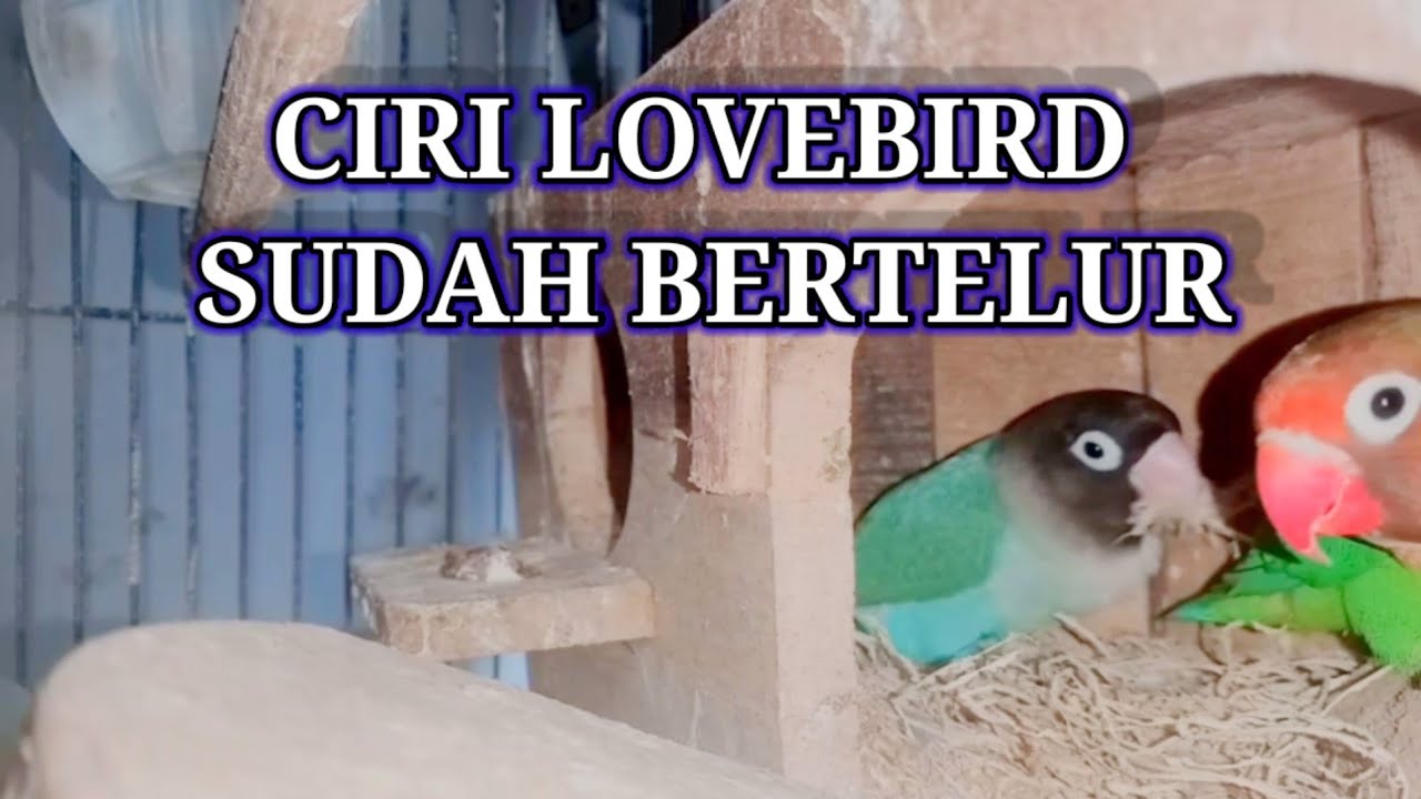 CIRI LOVEBIRD SUDAH BERTELUR