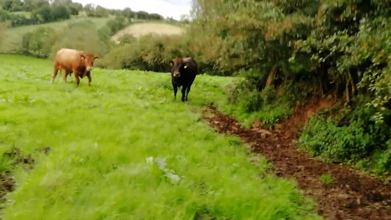 Angry bull throwing a tantrum (close up)