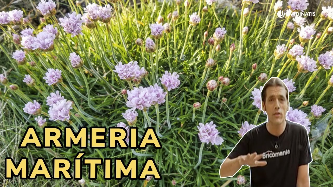 Armería marítima - Una planta cubresuelos excelente para el jardín // Jardinatis