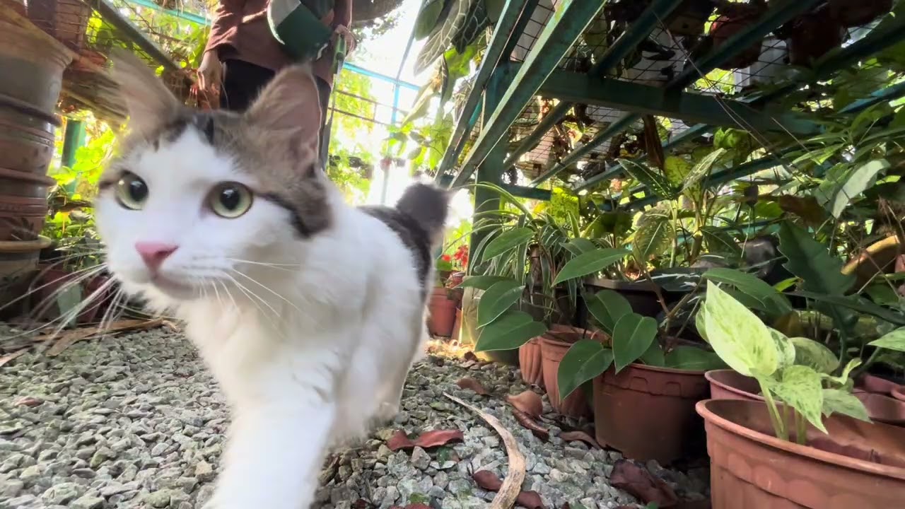 Weekend vlog. Kucing, kedai jajan, payung terjun