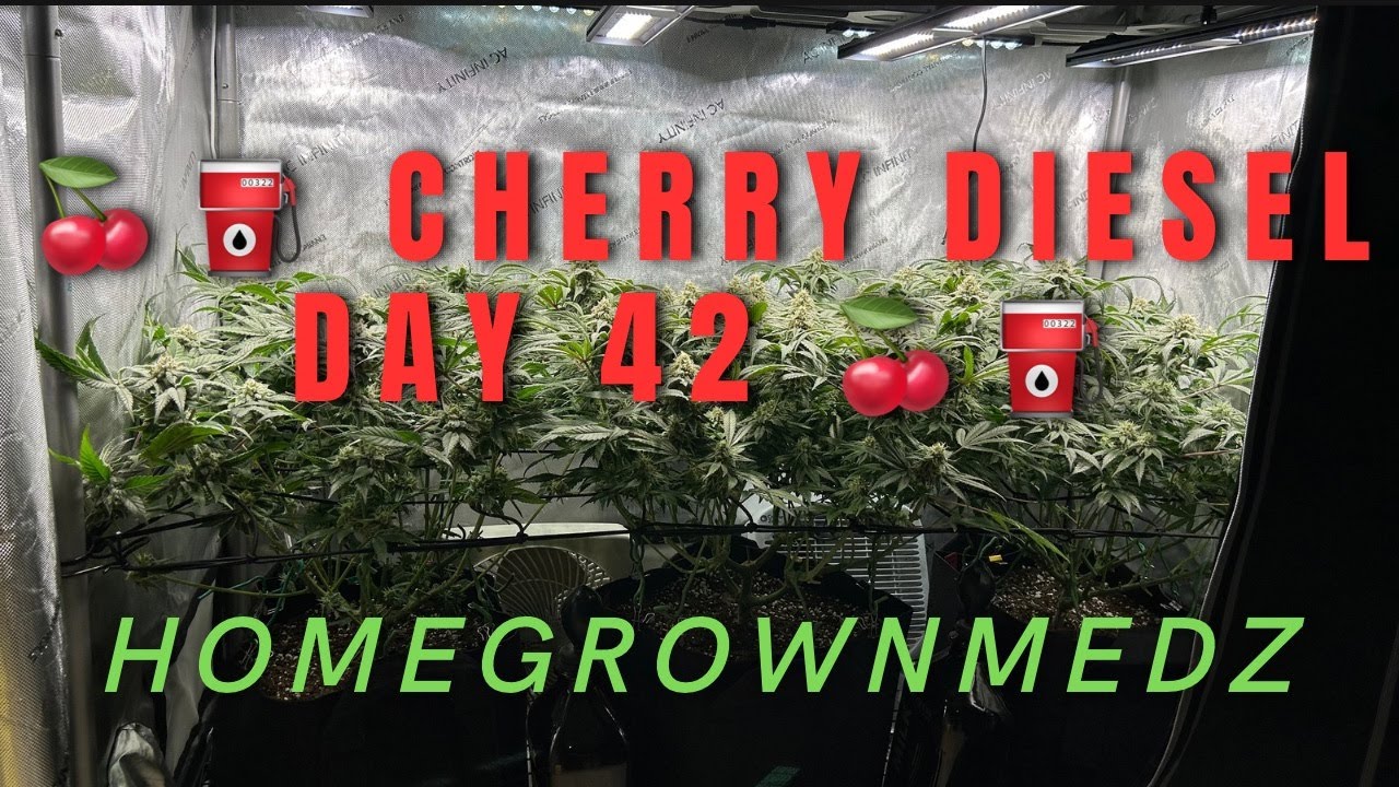 Cherry Diesel Day 42! 2X4 SCROG Defoliation!