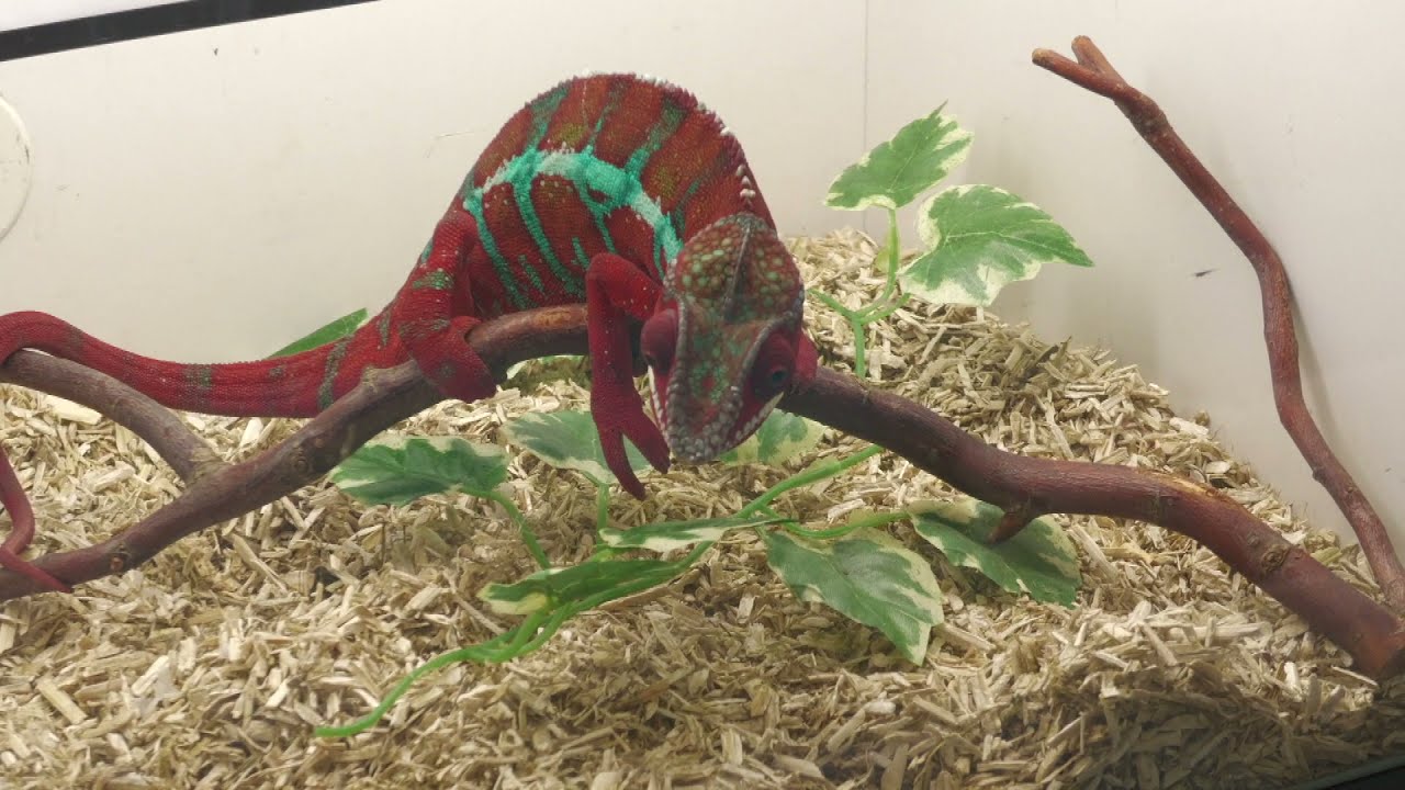 Mysnakes TV - Jysk Reptil og Terrariemesse nov. 2021
