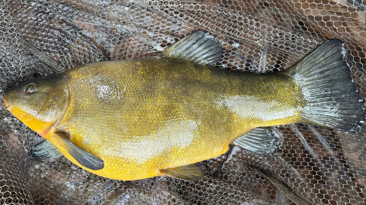 Gravel Pit Tench Fishing