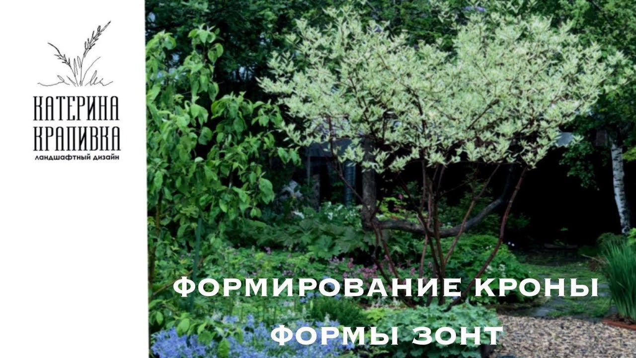 Формирование кроны в форме зонтика