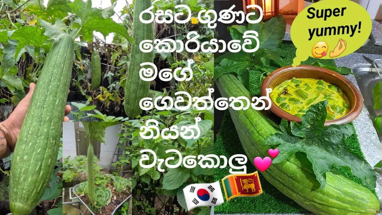 Niyan Wetakolu (Local Luffa) Curry with Cumin & Black Cumin | Creamy Coconut Sri Lankan Recipe