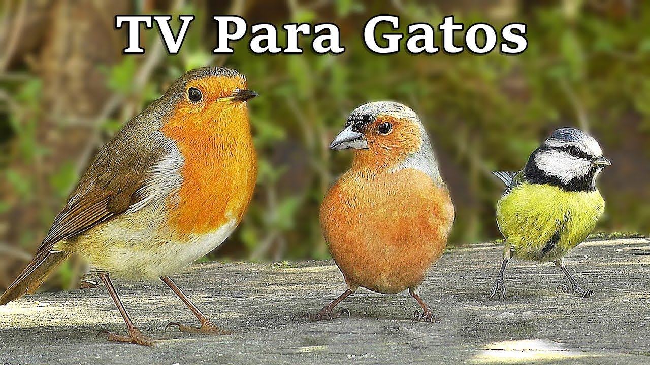 TV Para Gatos : P&aacute;jaros en Todas Partes