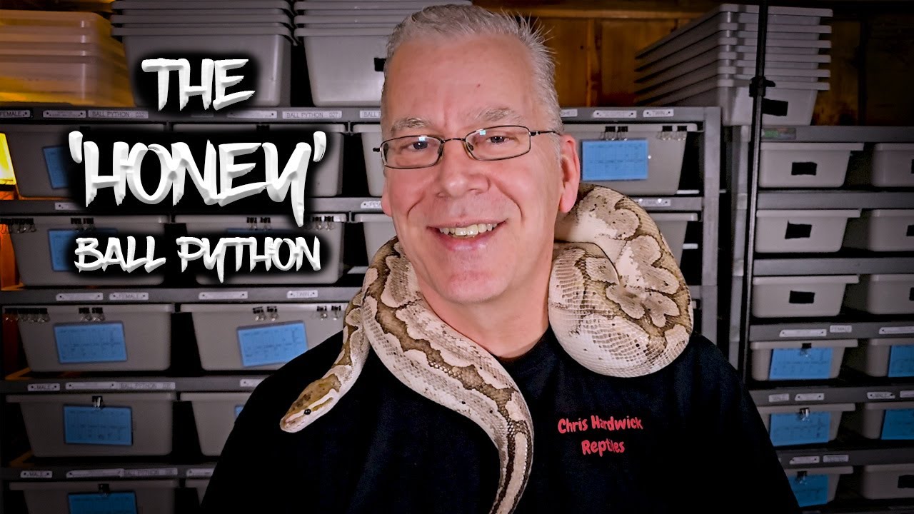 The Honey Ball Python Gene: A Hidden Gem!