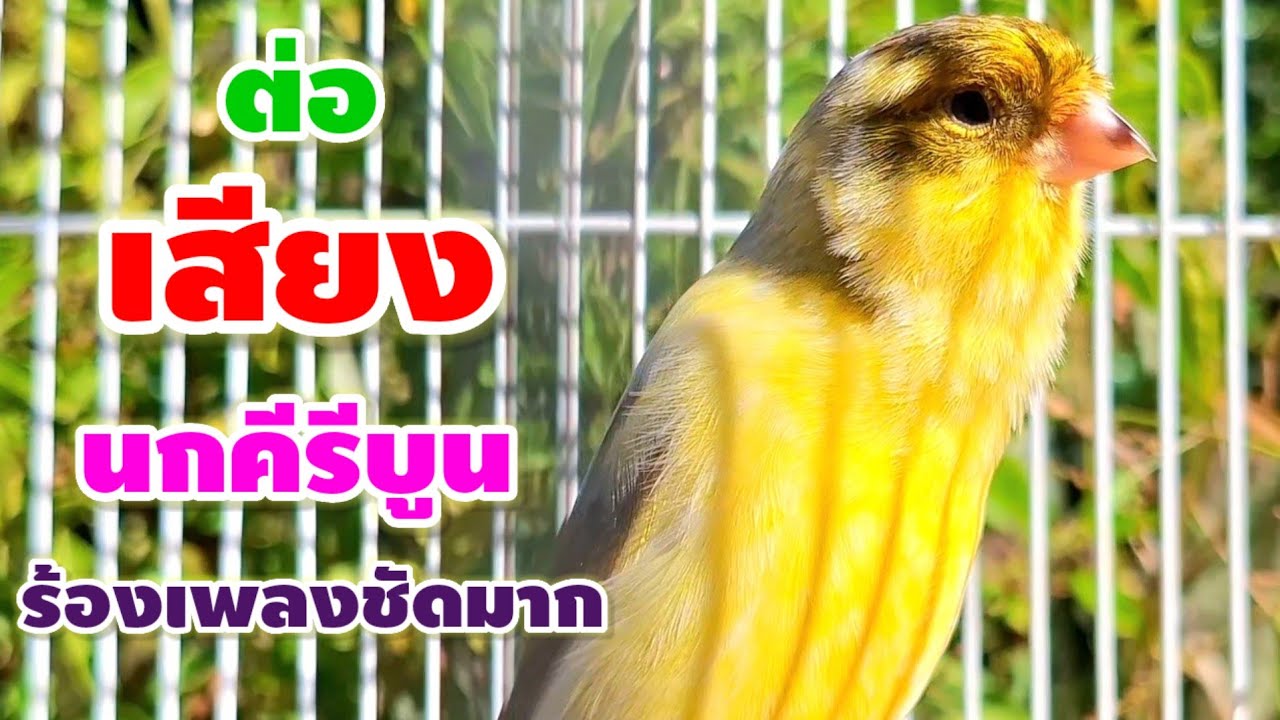 เสียงนกคีรีบูนร้องเพลงเพราะๆ ร้องเพลงชัดมาก เสียงดังสุดๆ กับธรรมชาติที่สงบมาก นกผ่อนคลายยามเช้า