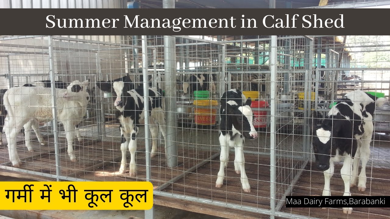 Summer Management Calves गर्मी में भी  ठंडक का आभास Calf Rearing series Maa Dairy Farms Barabanki,UP