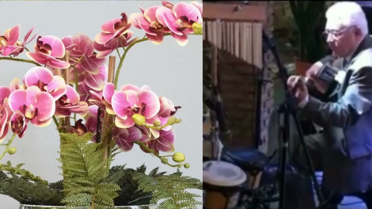Samambaias e orquídeas Compositor Lucas da Silva Siqueira @Beneali_Violao 