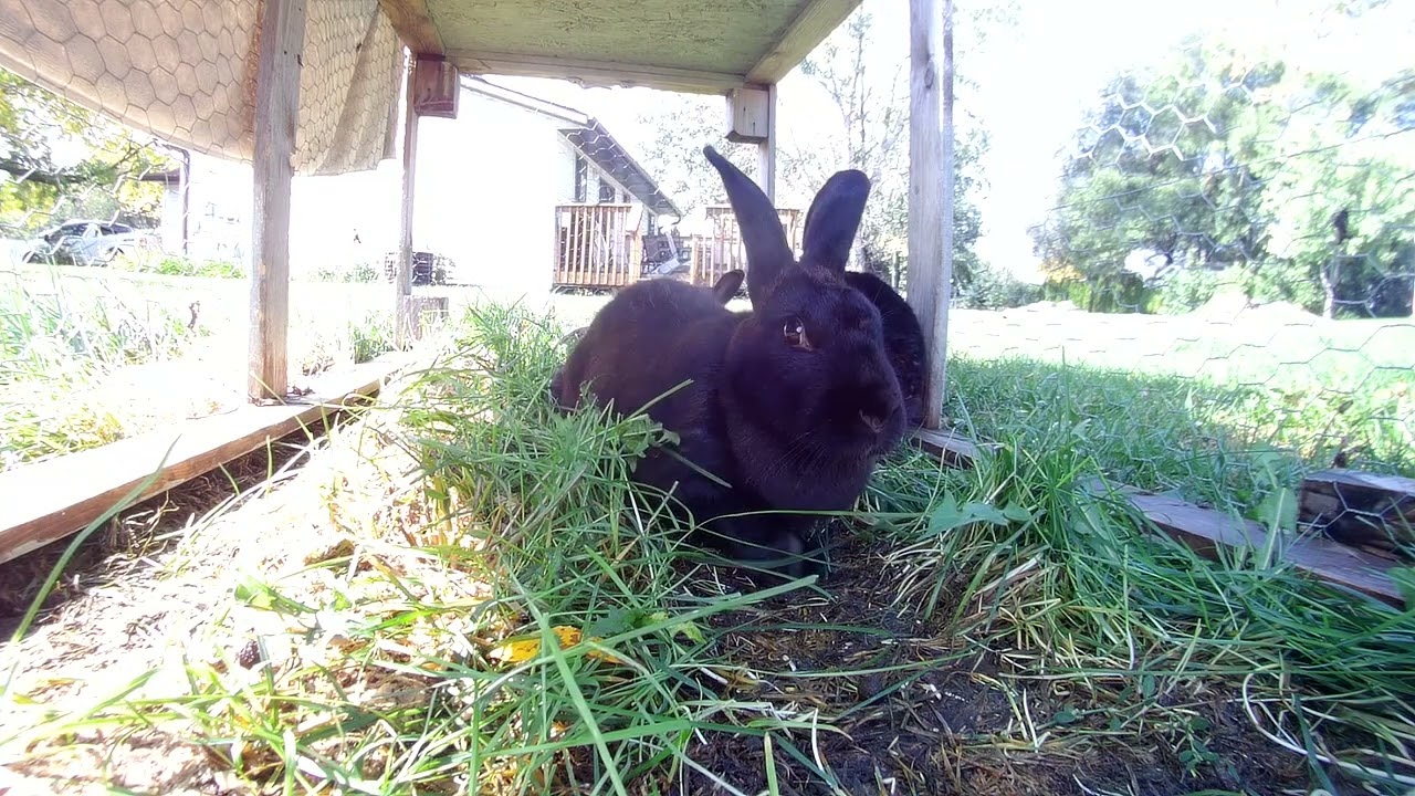 The Real BP EarthWatch's Surveillance Leak: Secrets of The Rabbit City Exposed 🌎📹