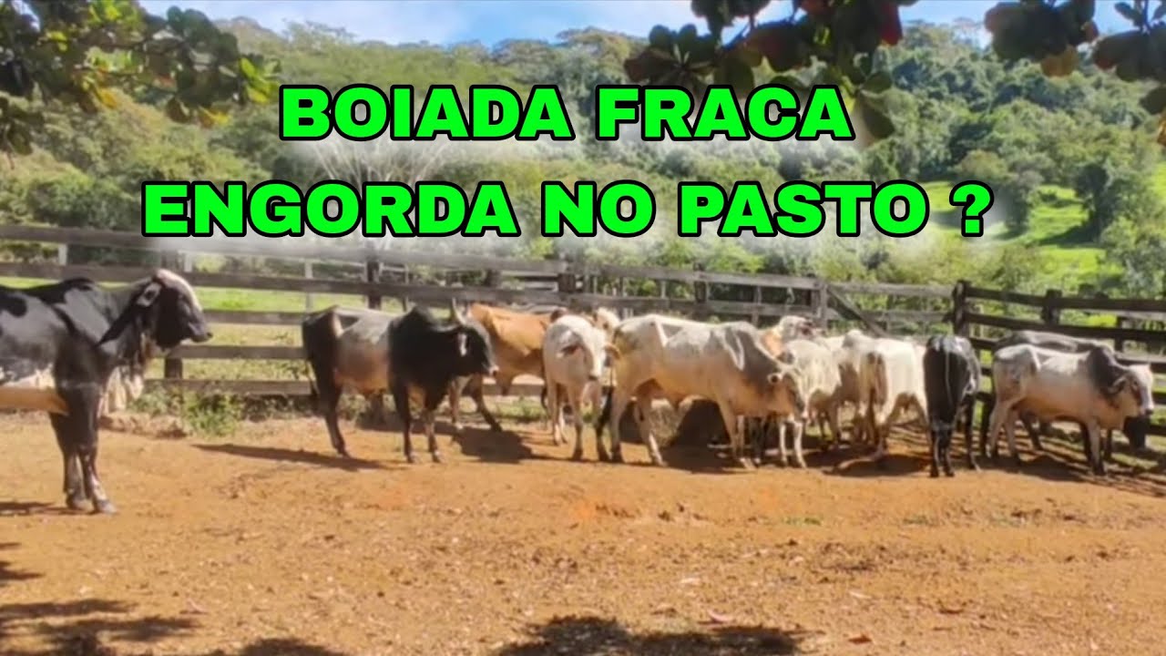 🛑 BOIS FRACO DE RAÇA ENGODA A PASTO ?
