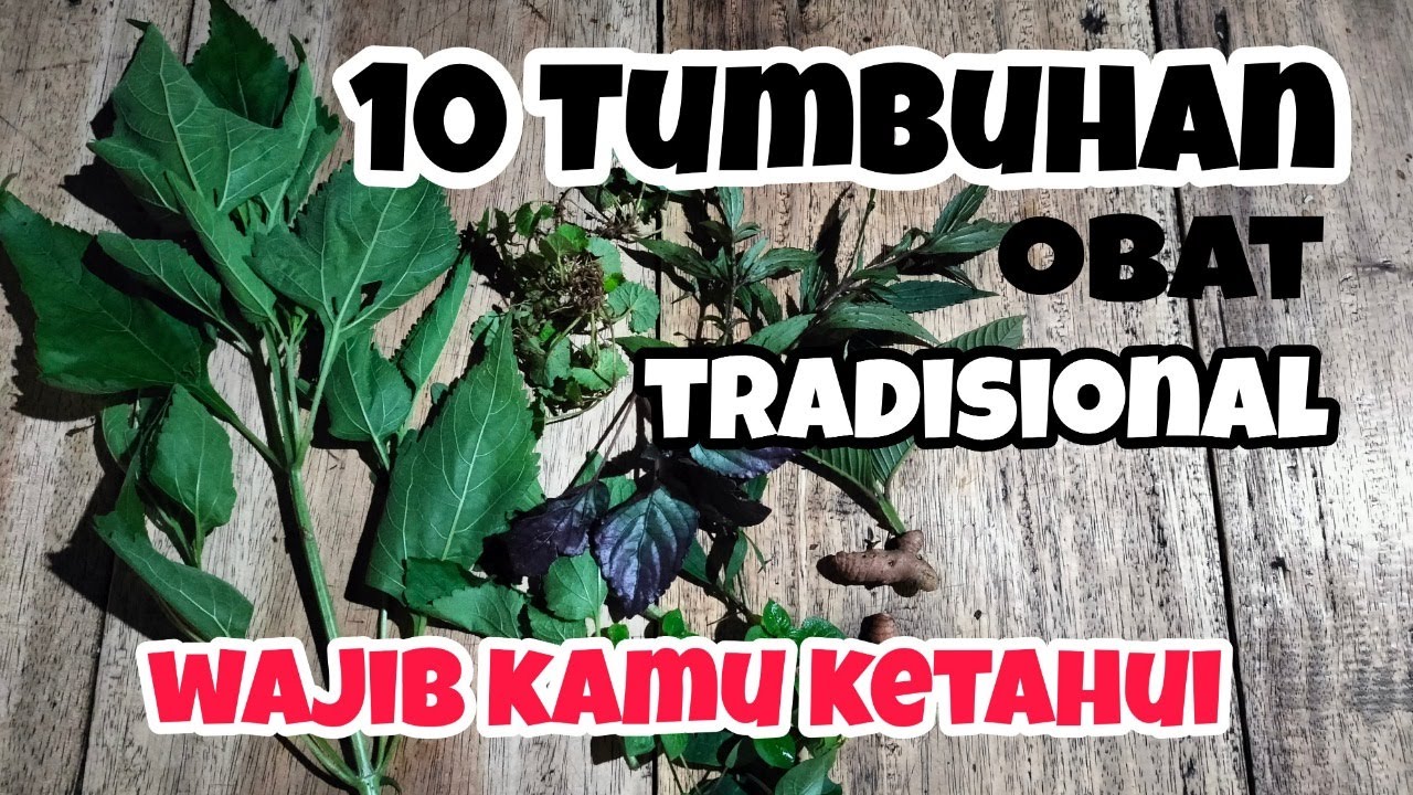 10 Tumbuhan sebagai Obat Tradisional | Gunlar Channel