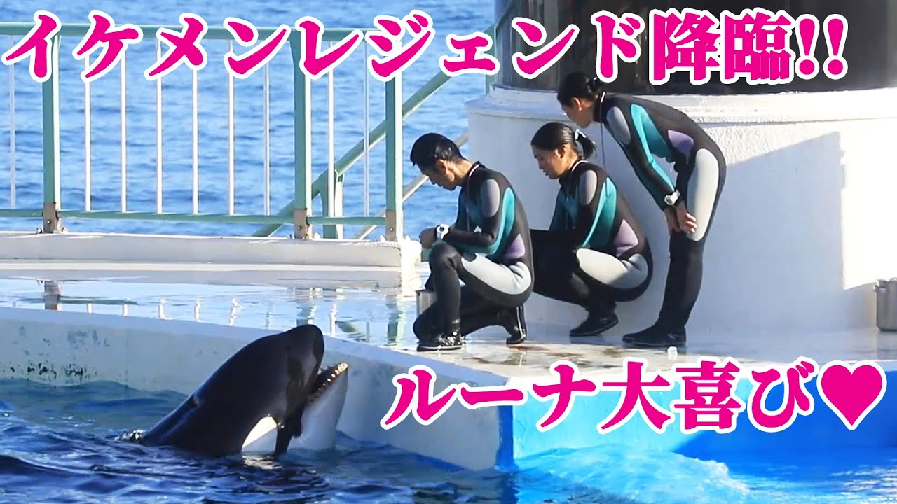 超サプライズ!!イケメンレジェンド登場!! 鴨川シーワールド シャチトレーニング KamogawaSeaWorld  orca killerwhale