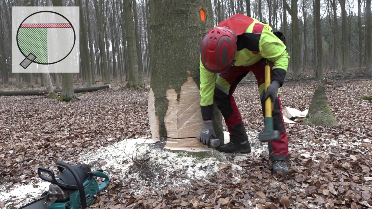 Bomen dikker dan het zaagblad vellen
