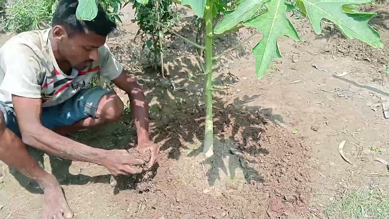 পেঁপে গাছে ফুল আসলে যে সকল সার দিতে হবে..!