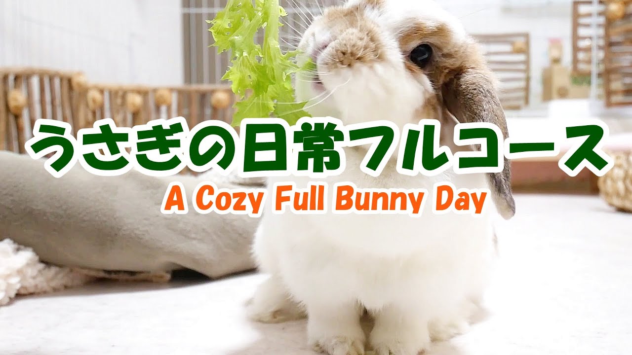 もふもふうさぎの日常フルコース A Cozy Full Bunny Day
