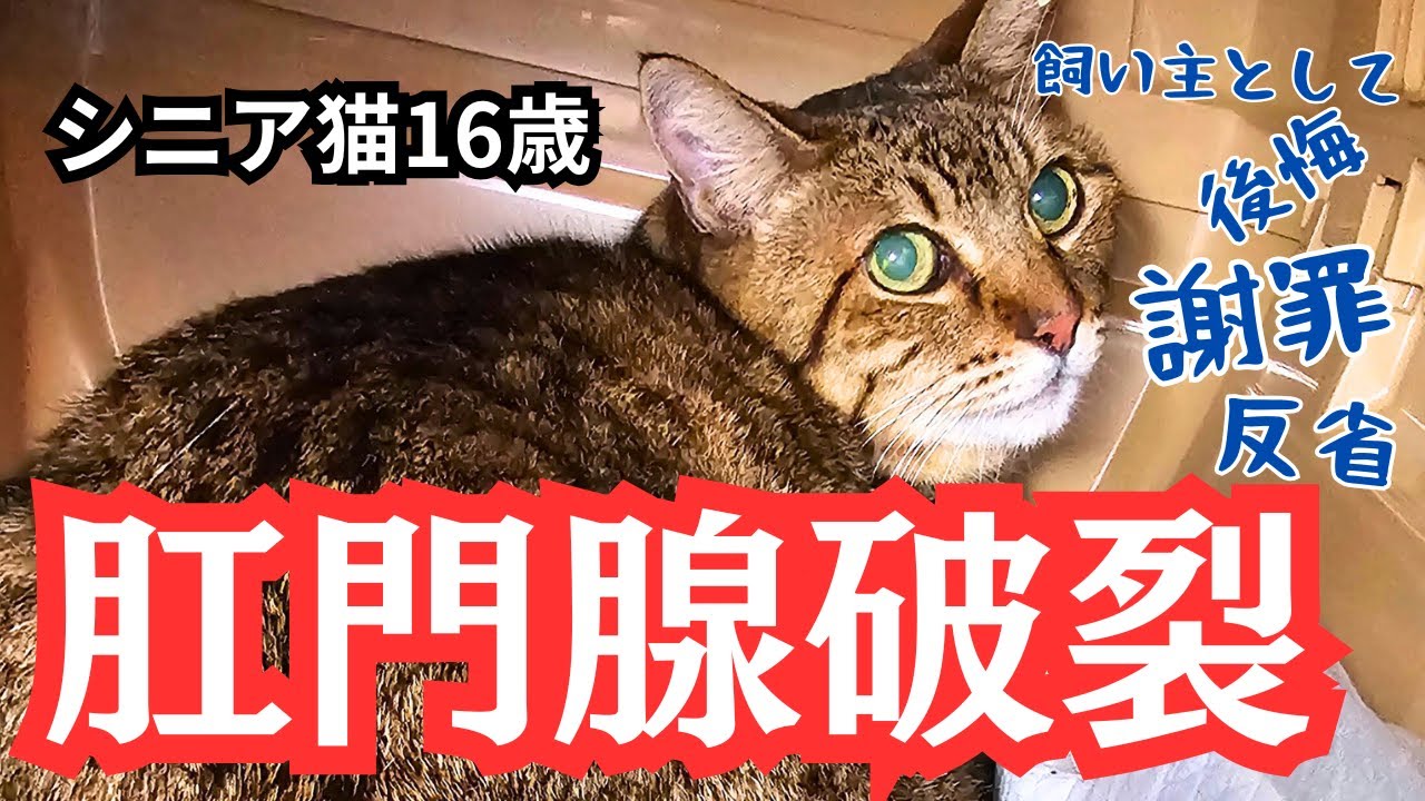肛門腺破裂