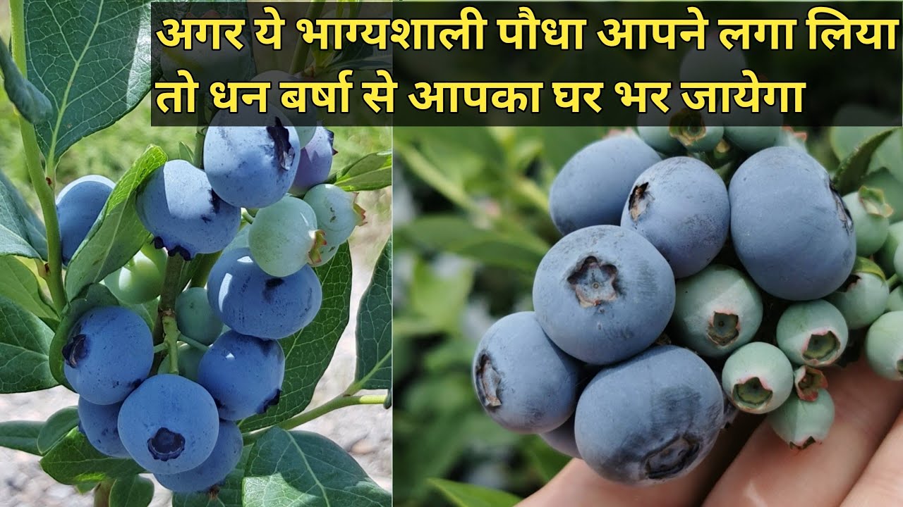 अब गर्म क्षेत्रों में भी सफलता पूर्वक करें Blueberry की खेती l The BEST BlueberrY variety #Blueberry