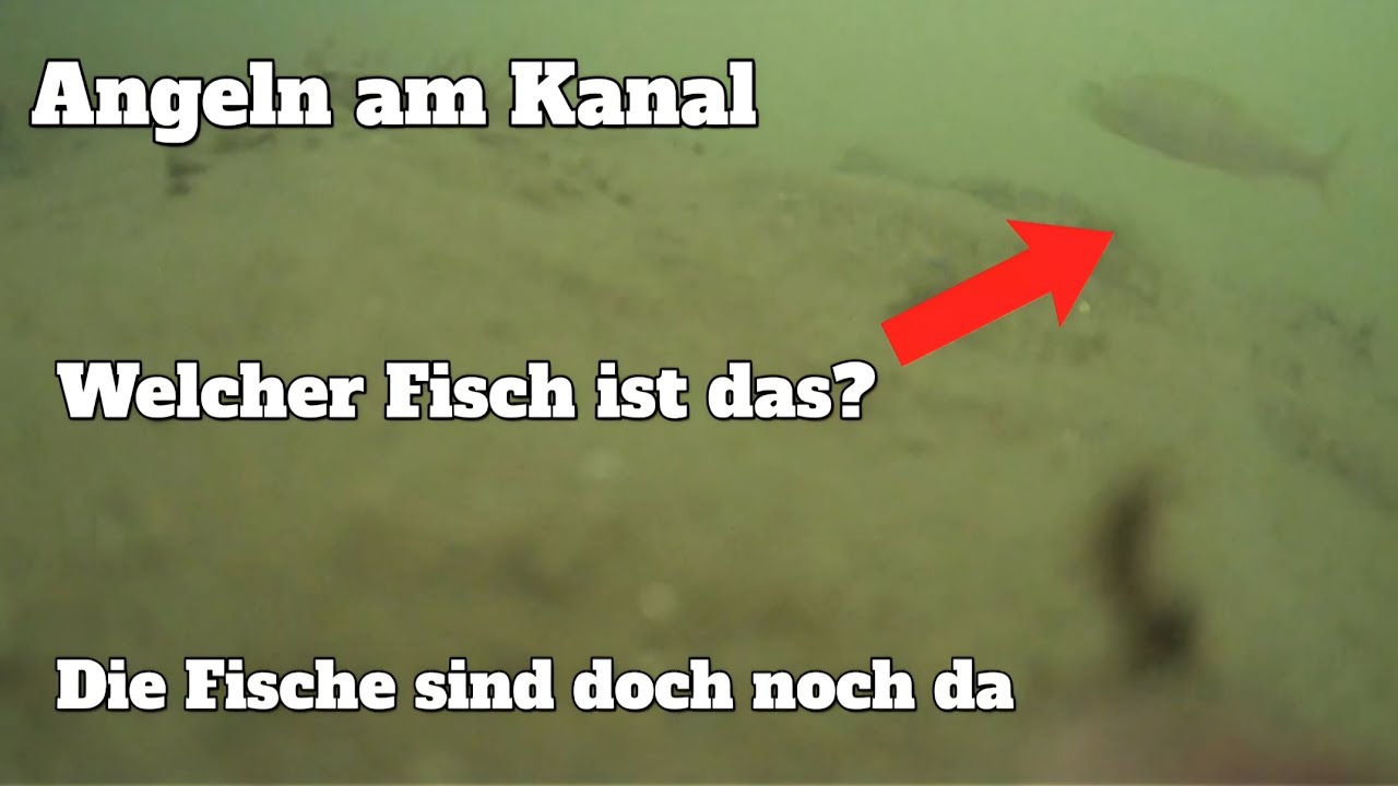 Angeln am Kanal - Die Fische sind doch noch da [ Unterwasseraufnahme ]