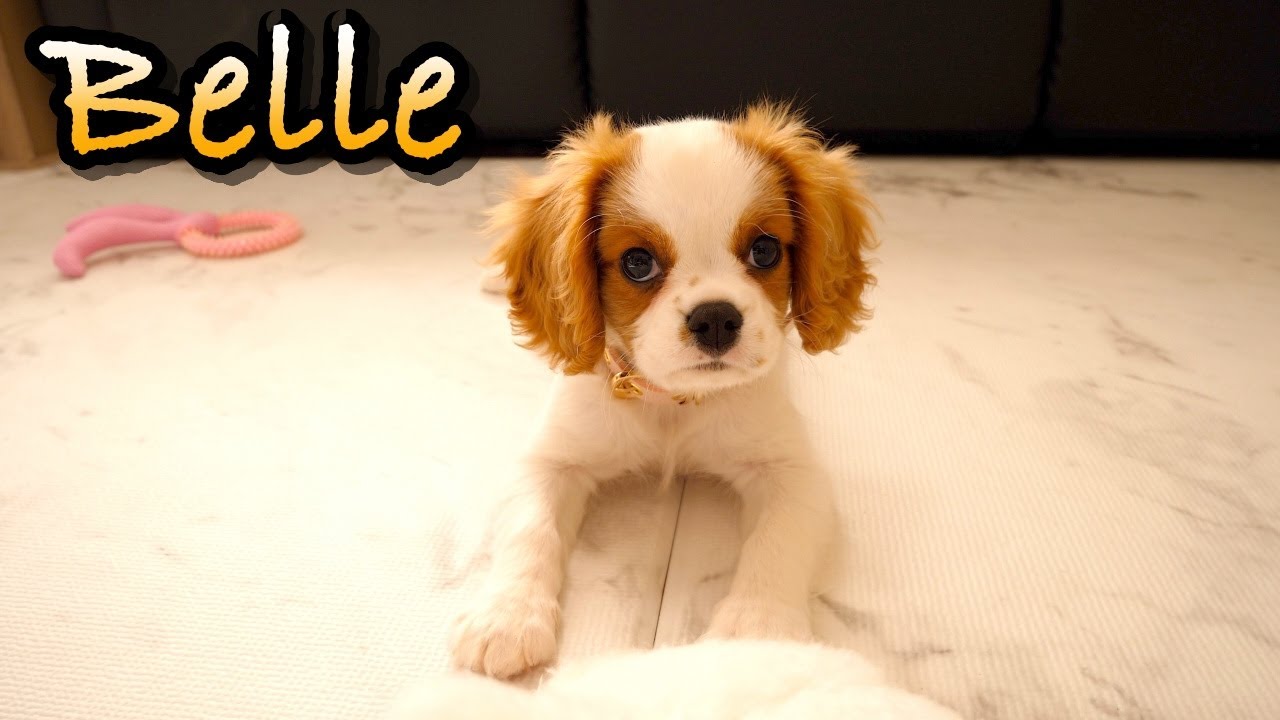 【4K】トリコモナス原虫について│キャバリア ベル Belle